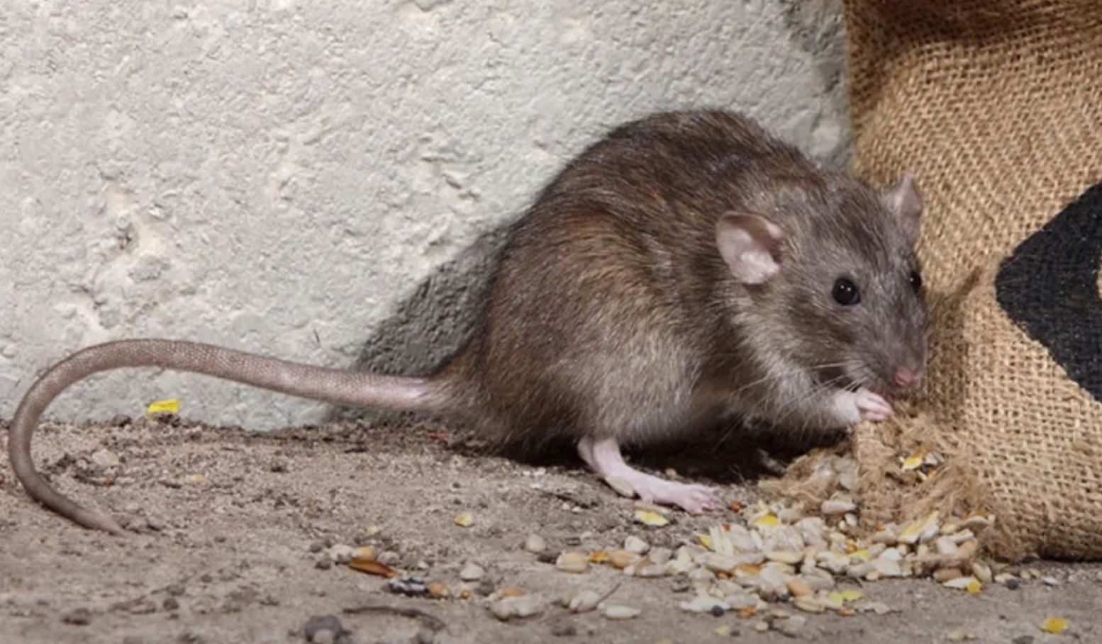 фото: Профессиональная дератизация в Романовке: <br/>+7-909-173-42-96